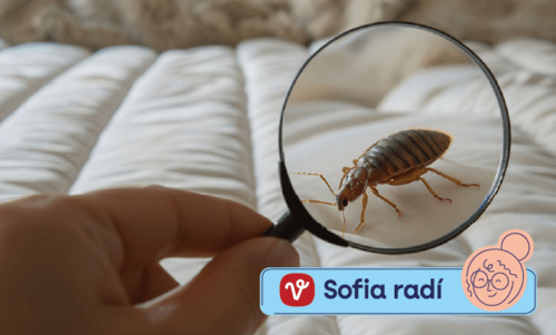 Máte štípance od ploštíc? Takto ich spoznáte a zbavíte sa ich