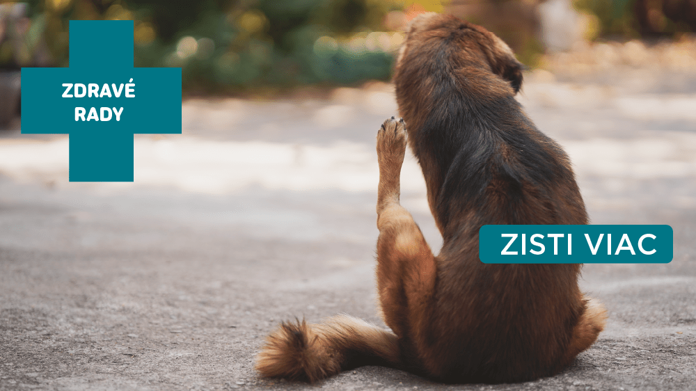 Ako sa zbaviť bĺch u psa – rady a tipy