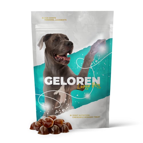 Geloren Large Dog